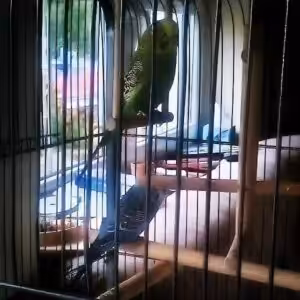 Haltung vor der Adoption