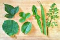 Auswahl an Grünfutter