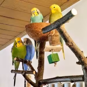 Wellensittiche am Sonntagnachmittag auf Spielplatz