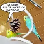 Als Kiefernzapfen hat man nichts zu lachen
