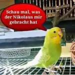 Lotta und der Nikolaus