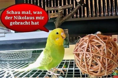 Lotta und der Nikolaus