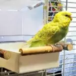 Vogelbad nicht ohne Badezusatz