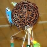Heißluftballon mit Wellis