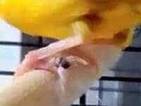 Kralle mit Wollfaden