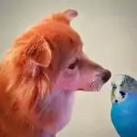 Wellensittich und Hund - eine gute Idee?