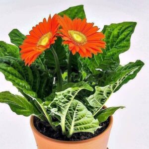 Gerbera