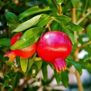 Granatapfel