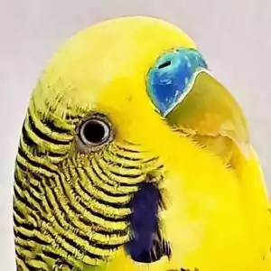 Hahn (blau)