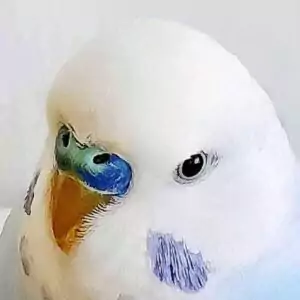 Hahn (blau)