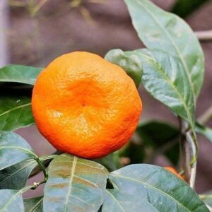 Mandarine