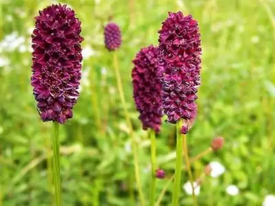 Großer Wiesenknopf
