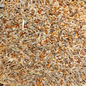 Wellensittich Auslese von Birds von more