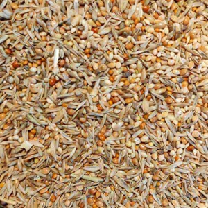 Wellensittich Auslese von Birds von more Wellensittich Auslese von Birds von more