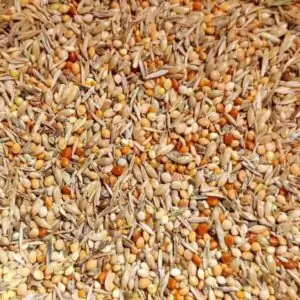 Wellensittichfutter Premium von Birds and More Wellensittichfutter Premium von Birds and More