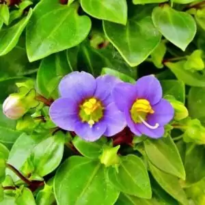 Pflanzen in Haus & Garten