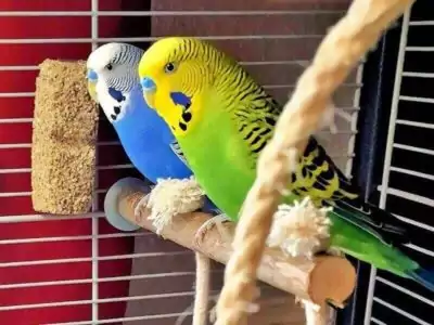 Wellensittichhaltung (Elliot und Mio auf Sitzstange)