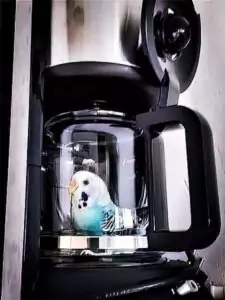 Kaffeekanne mit Welli