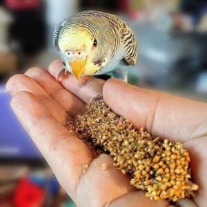 Mia auf der Hand mit der Kolbenhirse
