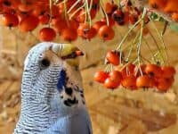 Wildfrüchte & Obst