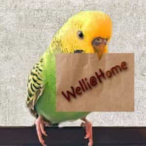 Benutzerbild von Welli@Home