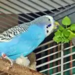 Wildkräuter mit Wellensittich