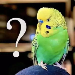 FAQ - Wellensittichhaltung FAQ - Wellensittichhaltung