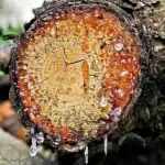 Harz Harz