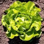 Kopfsalat Kopfsalat