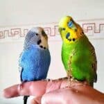 Mio & Elliot auf dem Finger