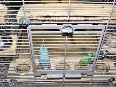 Futterebene mit fressenden Wellensittichen