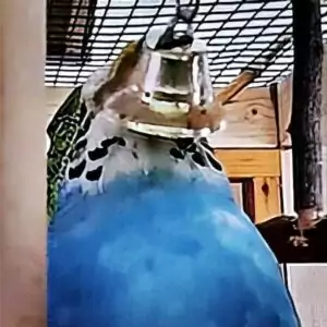 Wellensittich in Glöckchen verhakt.
