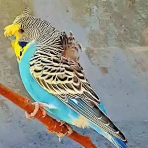Hagoromo