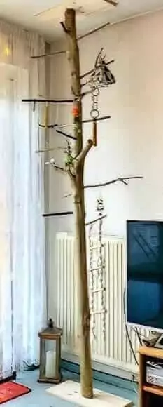Kletterbaum - Knabberzweig.de