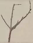 Knabberzweig vom Obstbaum kaufen