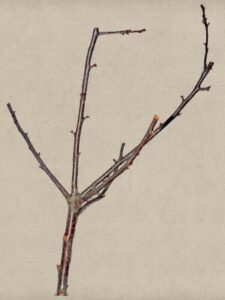 Knabberzweig vom Obstbaum Knabberzweig vom Obstbaum