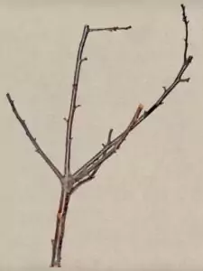 Knabberzweig vom Obstbaum kaufen