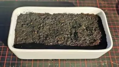 Grünfutter 01 Behälter mit Erde