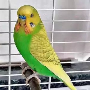 Megabakteriose Megabakteriose
