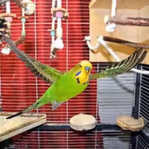 Wellensittich fliegt in Käfig