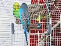 Quarantänekäfig mit Besuch Kontaktaufnahme durch die Gitterstäbe des Quarantänekäfig