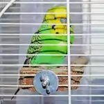 Emil im Quarantänekäfig