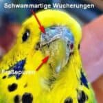 Räudemilben