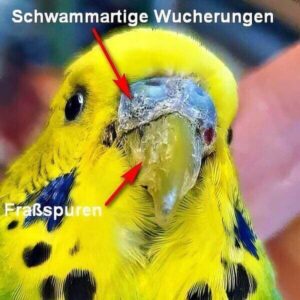 Räudemilben