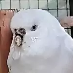 Schnabelbruch