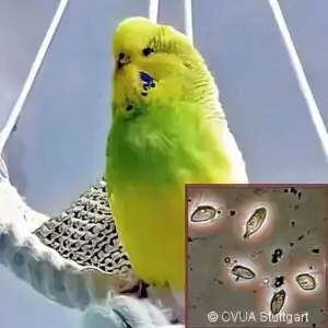 Trichomonaden Trichomonaden