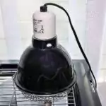 Wärmelampe