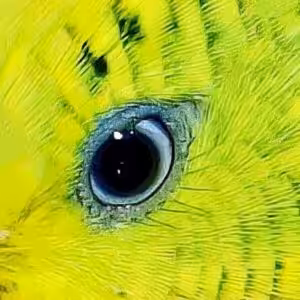 Lichtquellen (Bird Lamp)