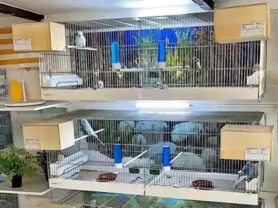 Zuchtboxen von Vogelzucht Schumacher