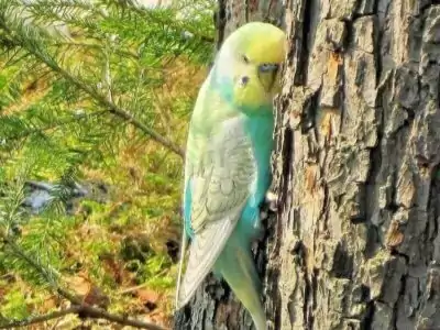 Andre's Vogelzucht